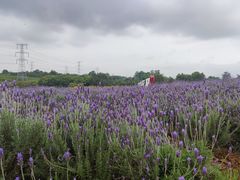 -紫颐香薰山谷景区