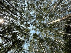 -黄埔油麻山森林公园