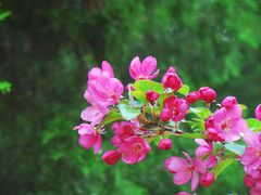 -海棠花溪(元大都城垣遗址公园)