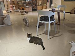 -藏猫猫咖啡主题馆(中央大道店)