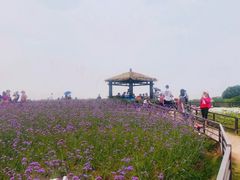 -大塘金香草谷