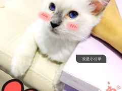 喵的天空-喵的天空名猫咖啡馆·撸猫·猫舍·用品