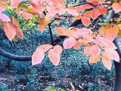 -雨花胜境