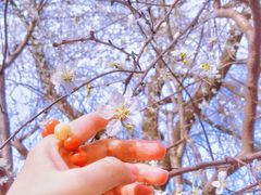 -桃花堤公园