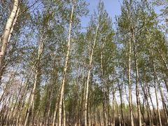 -东郊湿地公园