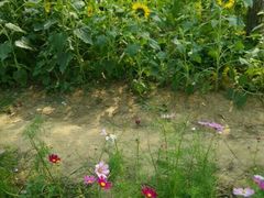 android_upload_pic-艾溪湖湿地公园