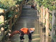 -都江堰中华大熊猫苑