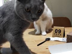 -藏猫猫咖啡主题馆(中央大道店)