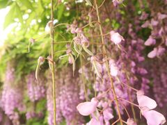 -嘉定紫藤园