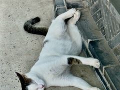 -龙华素斋(龙华路店)