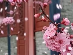 -青羊宫