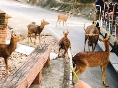 -清迈夜间动物园