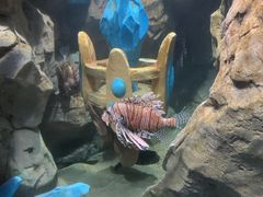 -锦艺城海洋馆