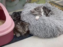 -糯米喵星人总部直营旗舰店·猫舍·幼猫出售
