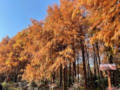 -上海海湾国家森林公园