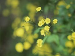 -远山有窑