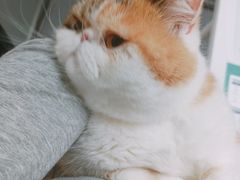 -伟伟宠物医院·CT影像中心·瑞派犬猫综合性门诊(汉口总院)