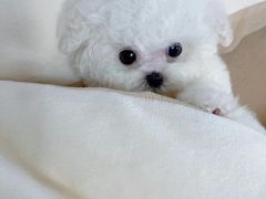 -萌宠之家·腊肠犬·马尔泰·小体犬舍