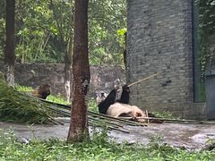 -都江堰中华大熊猫苑