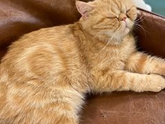 -猫小院猫主题餐厅(三里屯店)
