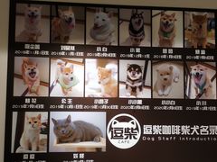 -逗柴咖啡屋·狗咖猫咖宠物桌游