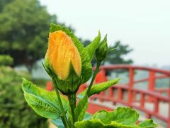 -东莞植物园