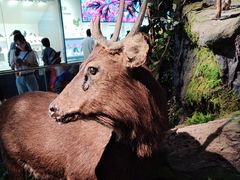 -四川大学博物馆