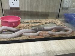 -Moni星球萌宠·小马宝莉·灵蛇·高端高阶全萌宠互动体验俱乐部(红豆国际广场店)