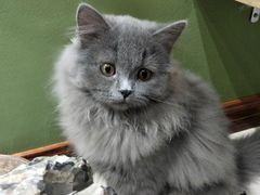-猫亿天猫咖