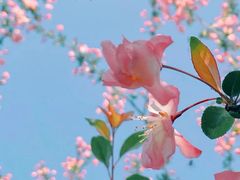 -海棠花溪(元大都城垣遗址公园)