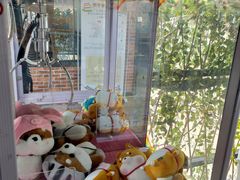 -柴犬高等学院·狗咖·柴犬售卖·宠物训练