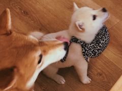 -柴犬小屋·柴餐厅·狗咖食堂(金鼎广场店)