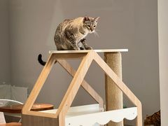 -Cappucimeow猫咪咖啡馆(韦伯时代店)