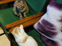 -猫色咖啡·猫咖