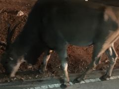 -清迈夜间动物园
