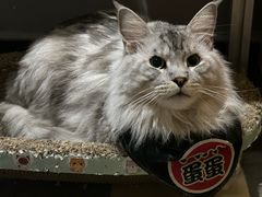 -天井·丑面包搭咖啡