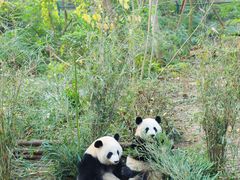 -成都大熊猫繁育研究基地