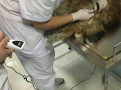 -中农大我爱我爱24h动物医院·中医针灸·猫专科·骨科医疗中心(双井店)