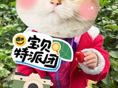 -大自然农场蔬菜草莓采摘园
