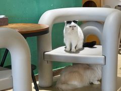 -藏猫猫咖啡主题馆(中央大道店)