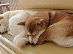 -柴の食堂·日式家庭料理·熊之肆(大学路店)