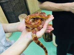 -藦茜花园宠物主题亲子互动体验馆(国顺东路店)