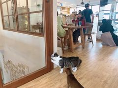 大堂-猫小主咖啡·猫咖cat cafe(福田店)