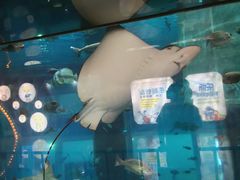 -乐从天佑城海洋馆