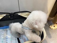 -BABIT巴比特宠物(MOMOPARK店)