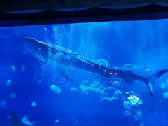 -烟台海昌鲸鲨海洋公园