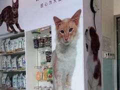 -瑞派申生动物医院·24H夜诊·国际动物医疗中心·骨外科(吴中路店)