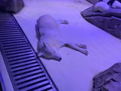 -上海海昌海洋公园