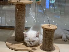 -momokira米努特·德文卷毛猫·棉花面纱犬