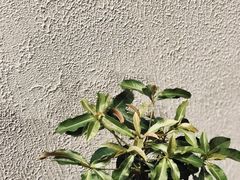 -一杯潮茶·专注潮汕茶饮(朝阳庄店)